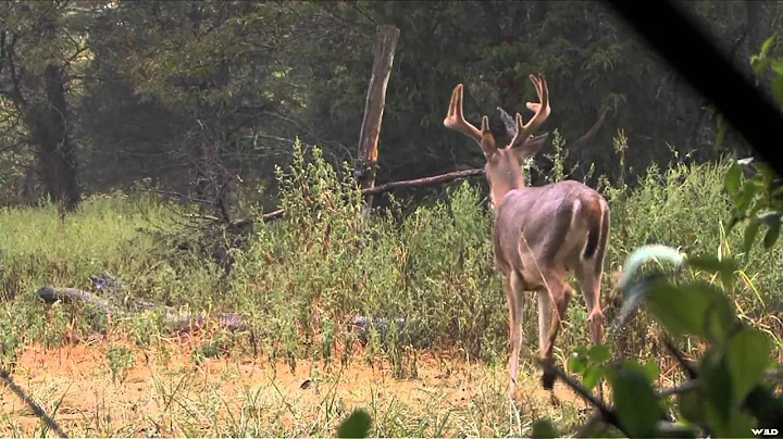 The Zone - Kentucky Early Season Whitetails