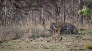 Tiger Mating (TATR)