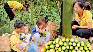 Harvesting cucumbers for sale  Raising pigs and ducks  Daily work | La Thị Lan