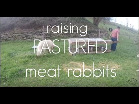 RAISING PASTURED MEAT RABBITS!!!