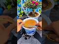 Watch Portulaca Grow From Cuttings #PlantGrowth #CuttingPlants #GardeningLife #ReelsGarden