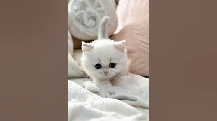 Video 11429801: baby munchkin, little munchkin, cat kitten