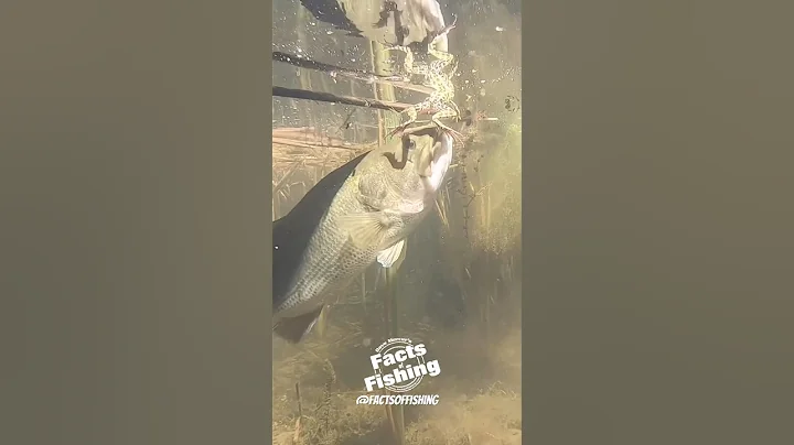 Largemouth Bass Frog Eat #shorts