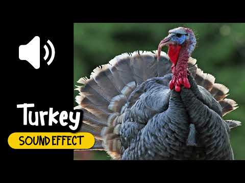 Turkey Sound Effect | 火鷄 叫聲 音效 (High Quality)