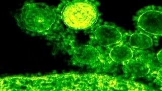 ВОЗ: коронавирус не представляет глобальной опасности ВОЗ: коронавирус не представляет глобальной опасности