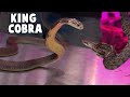 Live Feeding this King Cobra? Yes, but we aren't enjoying it.
