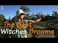 Craters of the Moon's Witches Brooms by We See Here