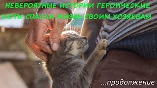 НЕВЕРОЯТНЫЕ ИСТОРИИ ГЕРОИЧЕСКИЕ КОТЫ СПАСЛИ ЖИЗНЬ СВОИМ ХОЗЯЕВАМ Продолжение НЕВЕРОЯТНЫЕ ИСТОРИИ ГЕРОИЧЕСКИЕ КОТЫ СПАСЛИ ЖИЗНЬ СВОИМ ХОЗЯЕВАМ Продолжение