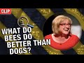 QI | What Do Bees Do Better Than Dogs?