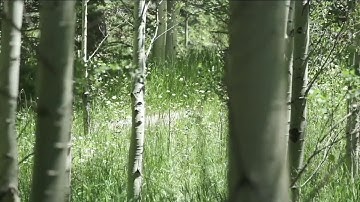 Bear attack inside home in Aspen area leaves man with 