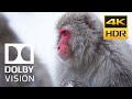 BEST HDR10 DEMO "The World in Dolby Vision" [4KHDR] Mp3 Song