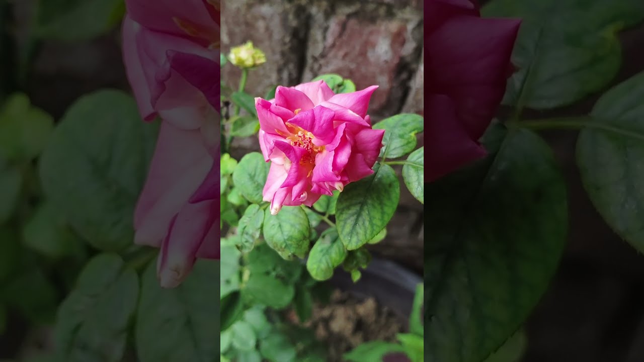PINK ROSE IN MY GARDEN Plants