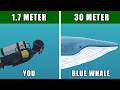Blue Whale Analysis - Compared To Human