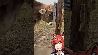Cow Brushing Itself