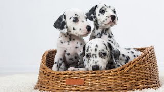 How to Choose the Right Harness for Your Dalmatian