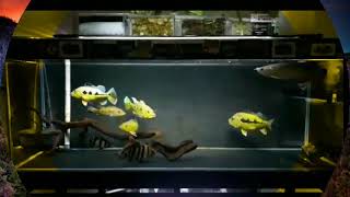 Story WA Ikan Hias Predator Peacock bass