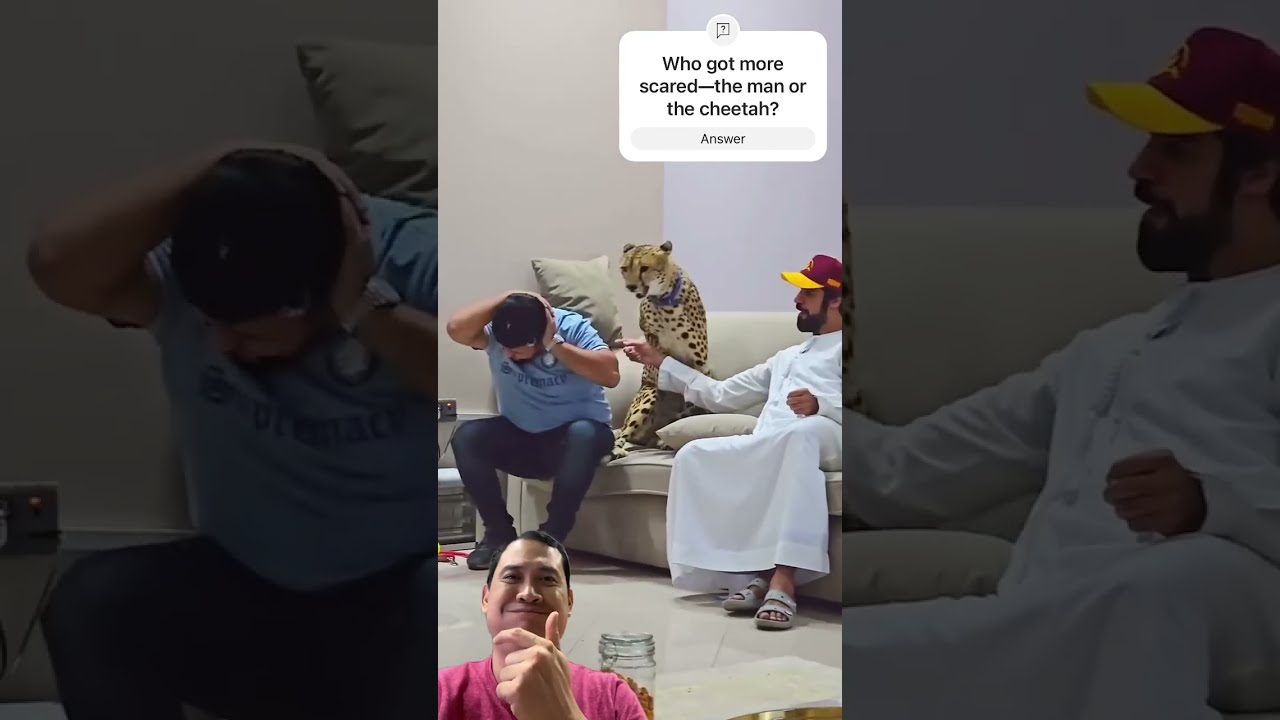 When Your Pet Cheetah Gets Spooked Is This Really A House Wildlife Animals Shortsvideo