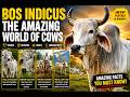 The Secret Life of Bos Indicus | Amazing Cow & Ox Facts Documentary