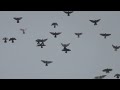 Полеты на Марганецком голубедроме  05 04 22г