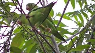 little green birds by Tamara Larissa Maslofski 324 views 10 years ago 2 minutes, 50 seconds