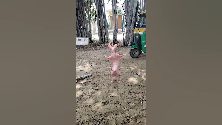 Video 9211841: sphynxcat dancing, sphynxcats funny, hairless cat, bath