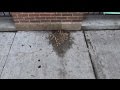 TBOX 2014 - The Day After in Wrigleyville Puke by Flaco&#39;s Tacos