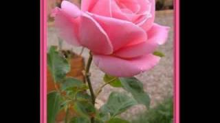 Video thumbnail of ""Une Rose Pour Isabelle"  Roger Whittaker"