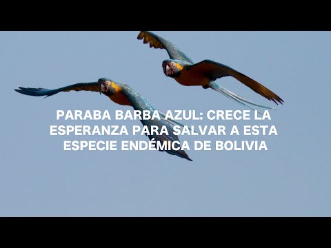 Paraba barba azul crece la esperanza para salvar a esta especie endémica de Bolivia