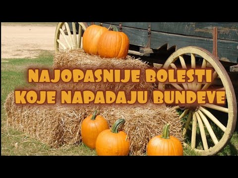 Ovo su najopasnije bolesti koje napadaju bundeve