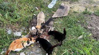 Puppies Making Friends with Abandoned Cats.