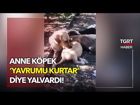 Mutlu Son: Anne Köpek 'Yavrumu Kurtar' Diye Yalvardı Vicdanlı Vatandaş Kayıtsız Kalmadı - TGRT Haber