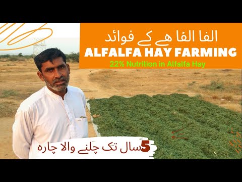 How to Grow lucerne/Alfalfa Hay | Benefits of Alfalfa hay | alfalfa hay nutrition food for