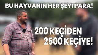 200 Keçiden 2500 Keçiye! / Bu Hayvanın Her Şeyi Para! by ÇİFTÇİ TV 2,235 views 17 hours ago 15 minutes
