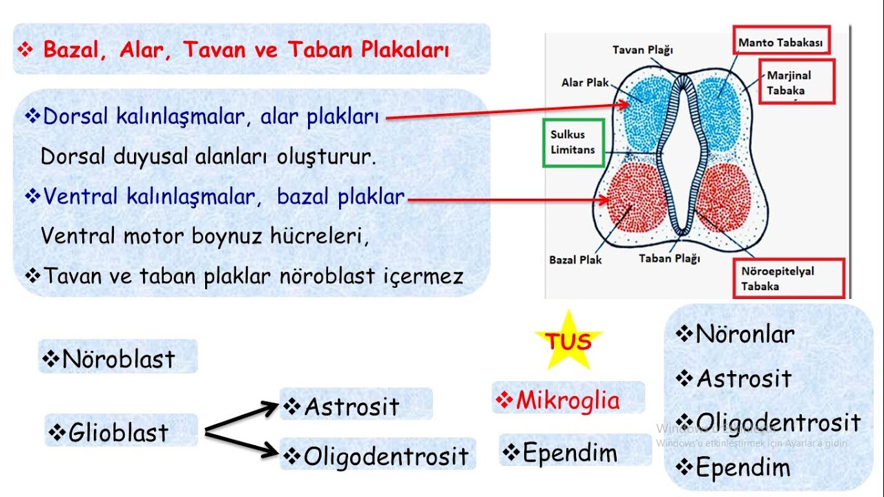 Sinir Sistemi Embriyolojisi