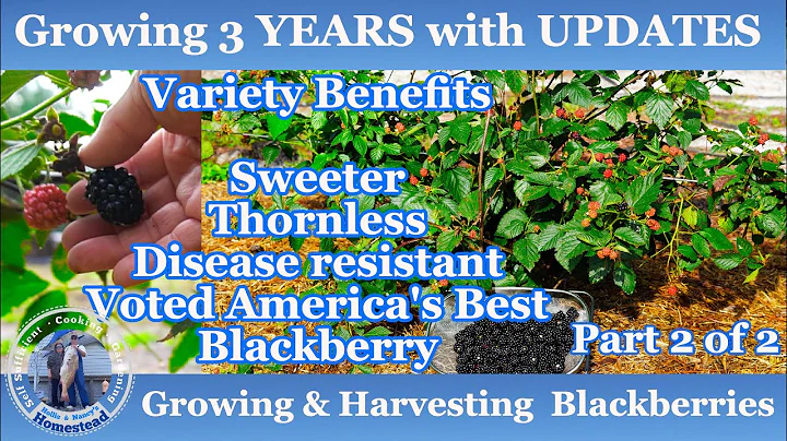 How to Grow & Harvest Blackberries |  3 years with...