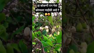 Apla Kokani Ranmeva कण