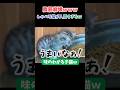 腹筋崩壊ｗｗｗしゃべる猫が人間すぎるｗ