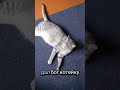 2025 Cat наютубе шортс кот видосыоткота ютуб юмор котик Shortvideo Shorts 2025 Cat наютубе шортс кот видосыоткота ютуб юмор котик Shortvideo Shorts