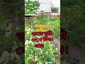 হে আল্লাহ,এতো সুন্দর ঘর সুবাহানাল্লাহ #educational #ytshorts #islamicshorts #youtubeshorts