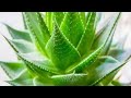 Alovera Plant | Plants Garden Channel.