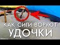 КАК СИГИ ВОРУЮТ УДОЧКИ / РЫБАЛКА ВЕСНОЙ