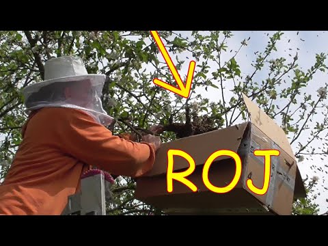 Video: Jak Chytit Včelí Roj