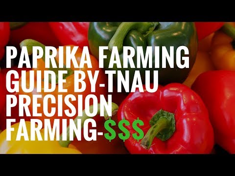 How to grow Paprika guide by Tnau | Precision Farming.
