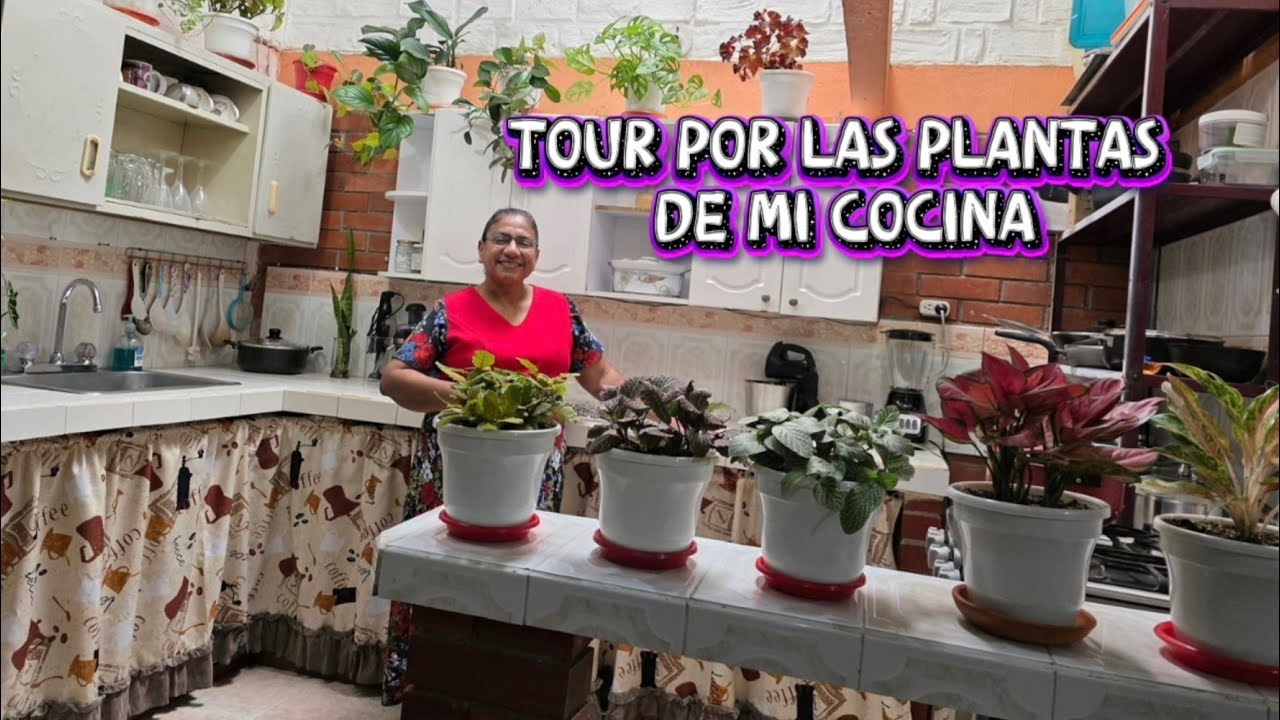 TOUR POR LAS PLANTAS DE MI COCINA
