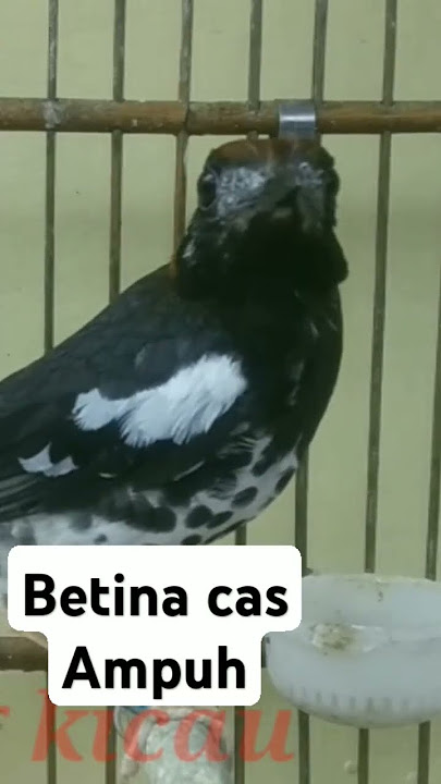 Anis kembang betina || Anis kembang cas