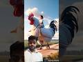 A lovely story😱😱 of a hen and a farmer#shorts #ai #hen #trending