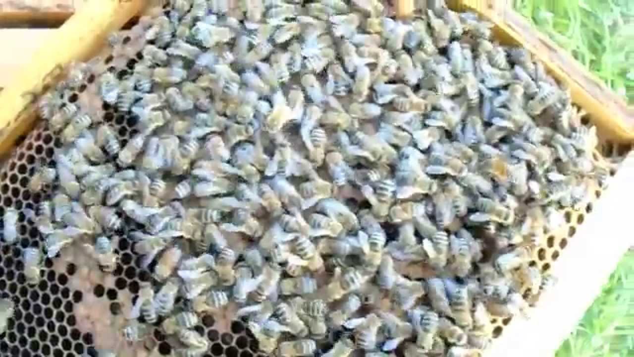 Το μελίσσι της οχιάς χρήσιμα συμπεράσματα