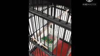 Ngombyok SRDC ORI BALI dan Tahap awal perawatan