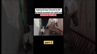 Bakron Ki Top 5 Nasal Jo Wazan Tezi Sa Barhatay Han