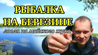 Рыбалка на Березине 2023 в мае. Ловля на Майского Жука